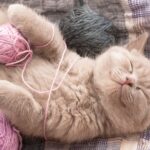 Чому коти муркочуть